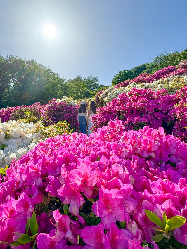 【福井】🌸 鯖江の西山公園でつづじ祭りを満喫！🌸 