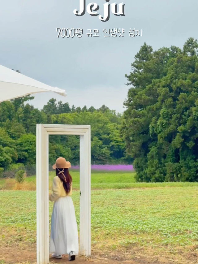 제주도 꽃구경 인생샷 성지는 바로 여기랍니당 ✨