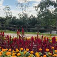 🇲🇾Taman Saujana Hijau : A Hidden Gem for Nature Lovers