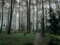 สวนป่า ดอยบ่อหลวง