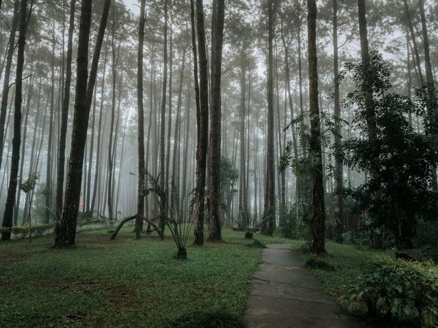 สวนป่า ดอยบ่อหลวง