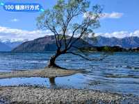 紐西蘭南島-佇立於瓦納卡湖中的孤獨之樹：that wanaka tree