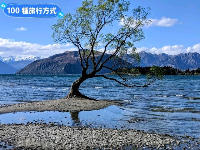 紐西蘭南島-佇立於瓦納卡湖中的孤獨之樹：that wanaka tree