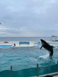 【千葉県:鴨川】行って良かった！鴨川シーワールド