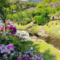 Cherry Blossom Flower Season at YangMingShan Taipei