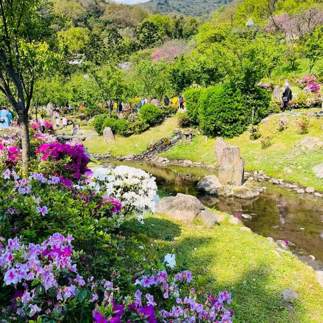Cherry Blossom Flower Season at YangMingShan Taipei