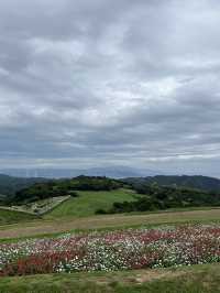 兵庫縣立公園淡路花SAJIKI‼️免費🆓賞花好地方🤩大片薰衣草花田