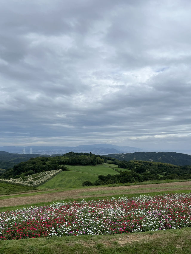 兵庫縣立公園淡路花SAJIKI‼️免費🆓賞花好地方🤩大片薰衣草花田