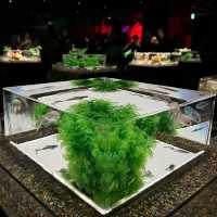 A Mesmerizing Experience at Art Aquarium Museum Ginza