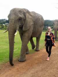 Ethical way to experience elephants 🐘 