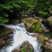 Beautiful Forest in Yakushima Island 