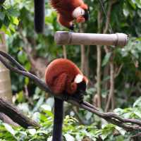 【濟南動物園】優美環境動物世界