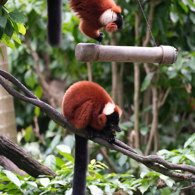 【濟南動物園】優美環境動物世界 【濟南動物園】優美環境動物世界