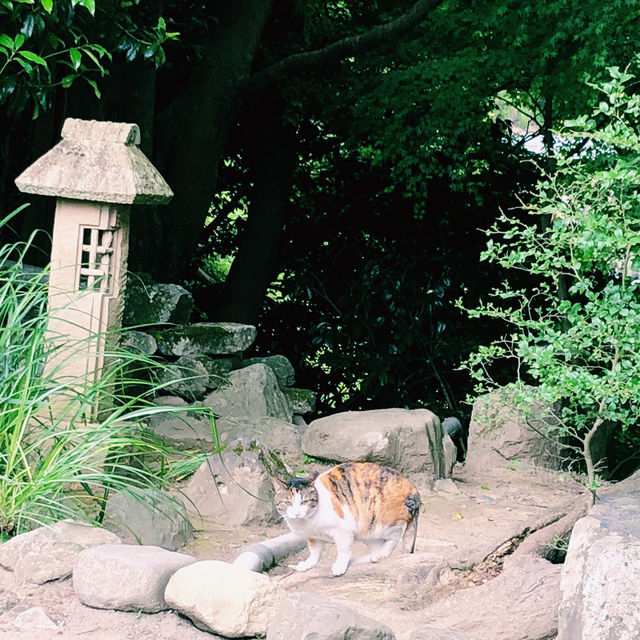 【🇯🇵京都】にゃんにゃんと招かれてやって来た🐈