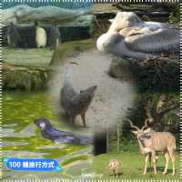 柏林動物園：舒適環境，開心遊動物園