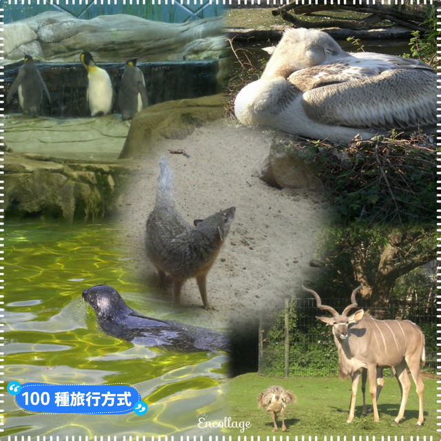 柏林動物園：舒適環境，開心遊動物園