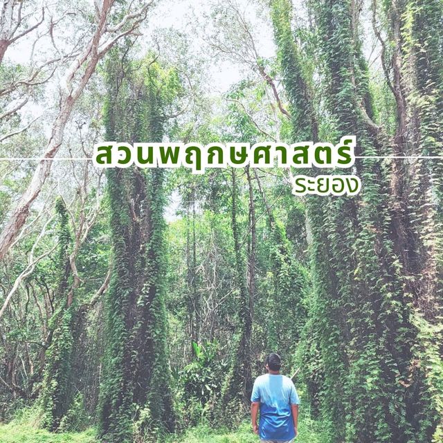 ป่าเสม็ดพันปี