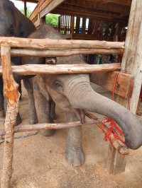 Surin Elephant Word🐘