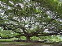 🌳 ต้นจามจุรียักษ์