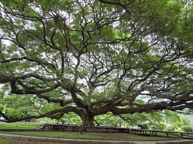 🌳 ต้นจามจุรียักษ์