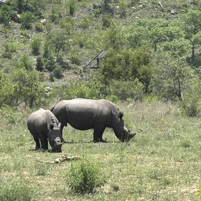 Kruger Safari: Wild Adventures and Epic Encounters