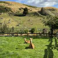 Wonderful land - Mount cook