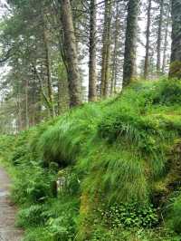 NATURE WALK IN TROLL FOREST, BERGEN
