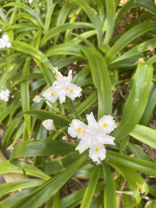 享受南半球的春天🌺🪴墨爾本皇家植物園