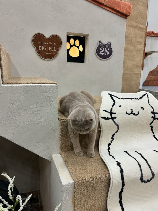 🐈🎶중구 명동 사랑과 빛이 가득한 고양이 카페, 루프캣미