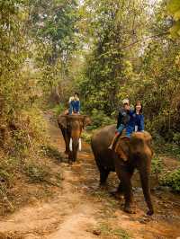 📍Manifa Elephant Camp & Resort