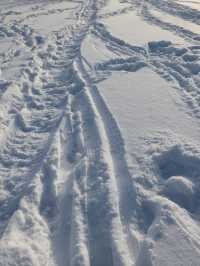 【バーナビー🇨🇦】カナダの田舎で雪景色を❄️