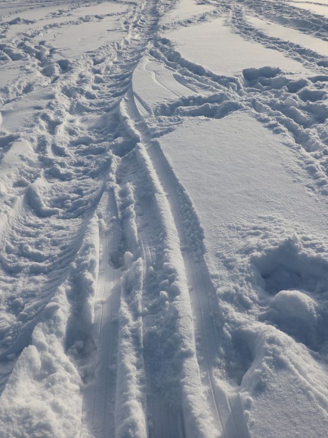 【バーナビー🇨🇦】カナダの田舎で雪景色を❄️