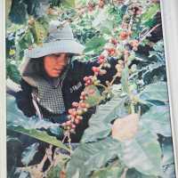 ร้านกาแฟ YAYO FARM ดอยช้าง