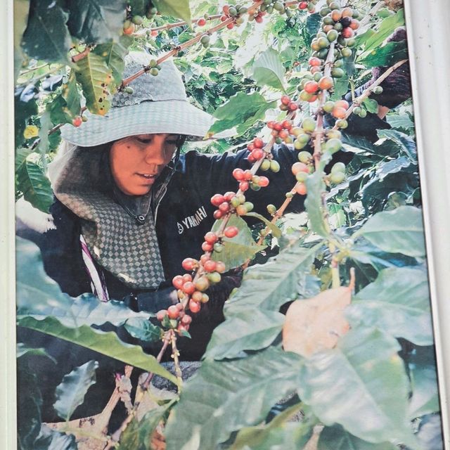 ร้านกาแฟ YAYO FARM ดอยช้าง