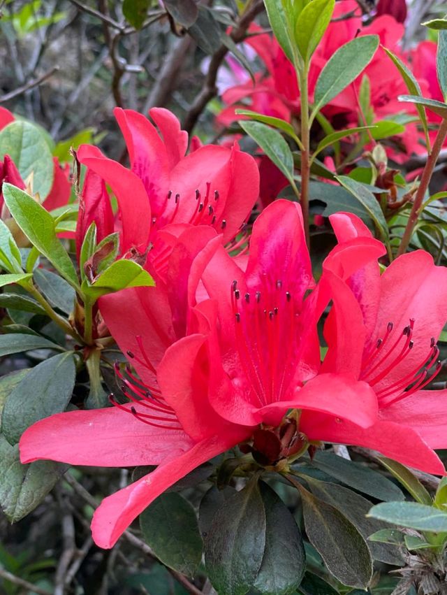 「嘉道理農場植物園春季賞杜鵑花，與大自然親密接觸」
