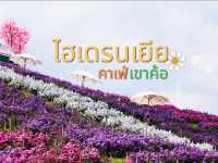 ทุ่งดอกไม้ ไฮเดรนเยียคาเฟ่ เขาค้อ