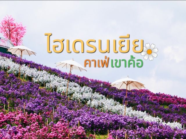ทุ่งดอกไม้ ไฮเดรนเยียคาเฟ่ เขาค้อ