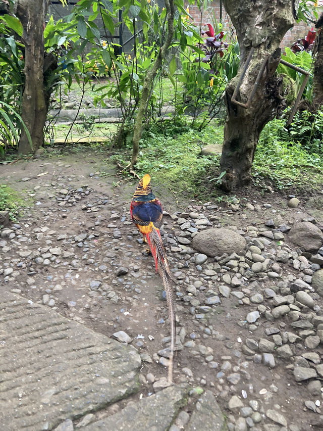 Malagos Birdfeeding Dome 🦜 