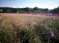 首爾近郊Nari公園 夢幻亂子草與波波草