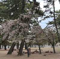 Deer Encounters and Temple Wonders: My Nara Park Adventure!
