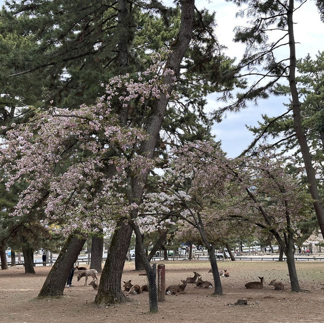 Deer Encounters and Temple Wonders: My Nara Park Adventure!