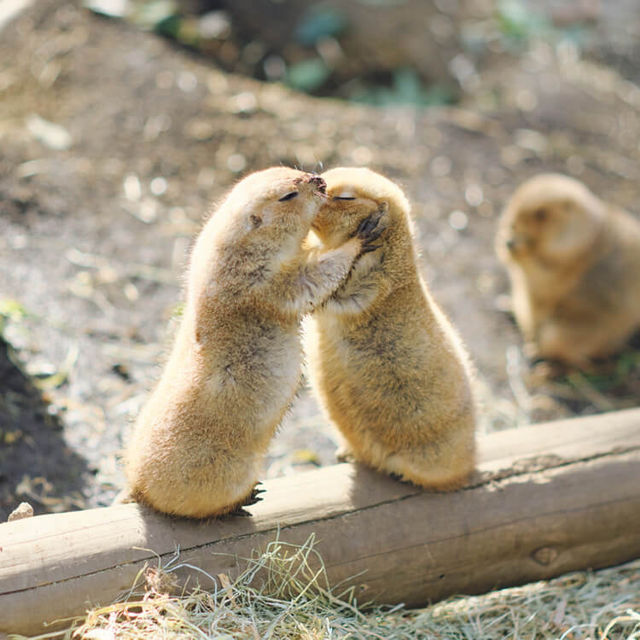 動物園系列（一）～上野動物園