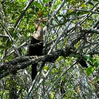 VISITING THE EVERGLADES NATIONAL PARK.
