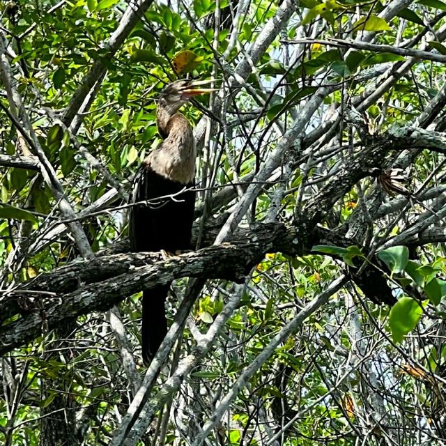 VISITING THE EVERGLADES NATIONAL PARK.