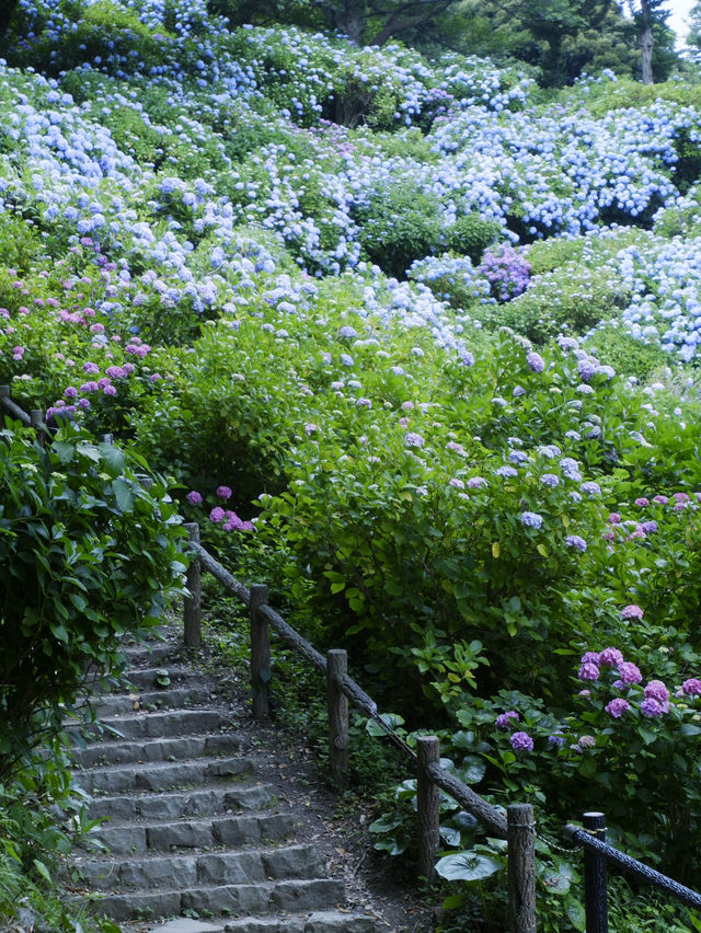 日本紫陽花節：300百萬球花海好震撼！