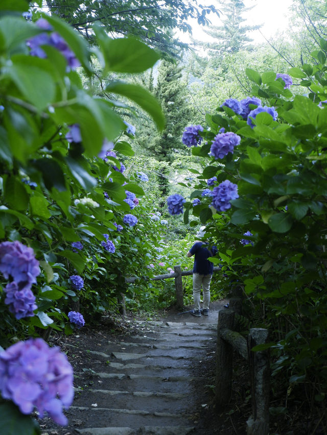 日本紫陽花節：300百萬球花海好震撼！