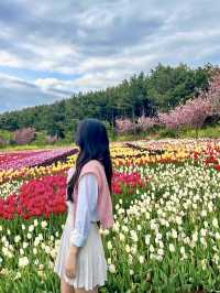 노을+튤립 조합은 사랑, 태안명소🧡