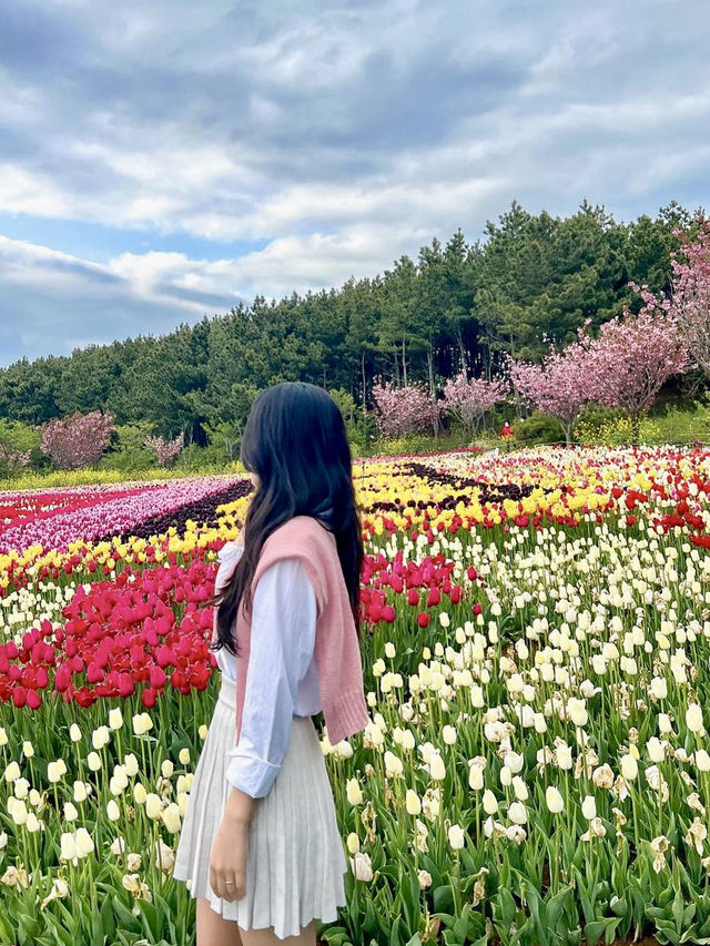 노을+튤립 조합은 사랑, 태안명소🧡