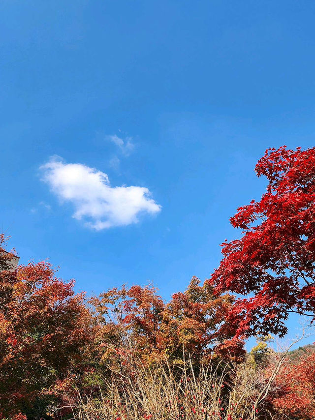 👍 🍃인간과 자연의 조화 힐링 화담숲 🌼