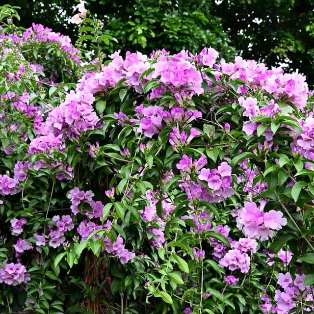 楓樹河濱公園